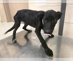 Labrador Retriever-Unknown Mix Dogs for adoption in Conroe, TX, USA