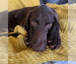 Doberman Pinscher-Weimaraner Mix Dogs for adoption in Aurora, OH, USA