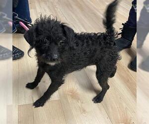 Poodle (Miniature)-Unknown Mix Dogs for adoption in San Martin, CA, USA
