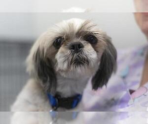 Mal-Shi Dogs for adoption in Mountain Home, AR, USA