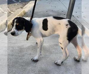 Mutt Dogs for adoption in San Antonio, TX, USA