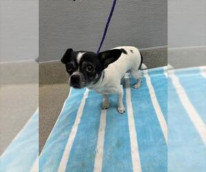 Chihuahua-Unknown Mix Dogs for adoption in Las Vegas, NV, USA