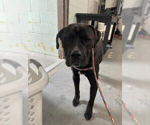American Pit Bull Terrier-Unknown Mix Dogs for adoption in Stockton, CA, USA