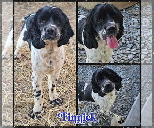 Cocker Spaniel Dogs for adoption in Blacksburg, SC, USA