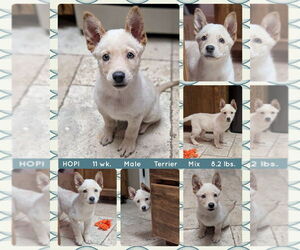 Mutt Dogs for adoption in Mesa, AZ, USA