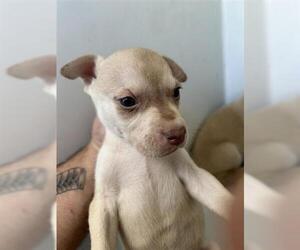 Labrador Retriever-Unknown Mix Dogs for adoption in Houston, TX, USA