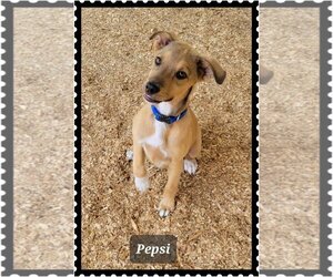 Mutt Dogs for adoption in Granbury, TX, USA