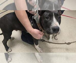 American Pit Bull Terrier-Unknown Mix Dogs for adoption in Riverside, CA, USA