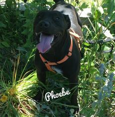 Labrador Retriever Dogs for adoption in Kendallville, IN, USA