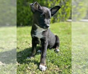 Mutt Dogs for adoption in Rancho Santa Margarita, CA, USA