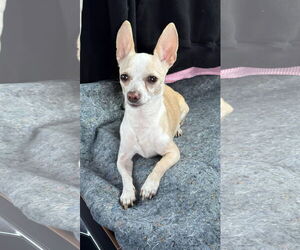 Chihuahua-Unknown Mix Dogs for adoption in NEWPORT NH, NH, USA