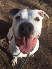 American Bulldog-Unknown Mix Dogs for adoption in Canon City, CO, USA