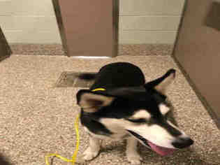 Siberian Husky Dogs for adoption in Clyde, NC, USA