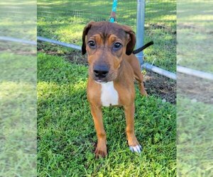 Black and Tan Coonhound Dogs for adoption in Naples, FL, USA