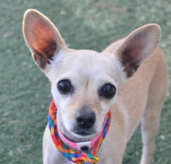 Chihuahua Dogs for adoption in Las Vegas, NV, USA