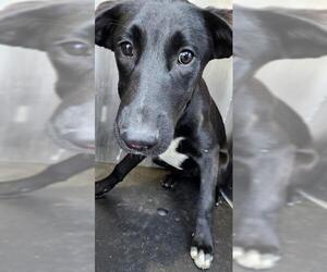 Labrador Retriever-Unknown Mix Dogs for adoption in San Antonio, TX, USA
