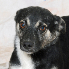 Chi-Corgi Dogs for adoption in Danville, KY, USA