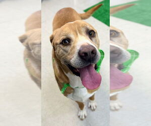 Labrador Retriever-Unknown Mix Dogs for adoption in Bryant, AR, USA
