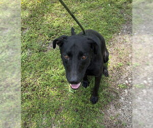 Labrador Retriever-Unknown Mix Dogs for adoption in Fort Lauderdale, FL, USA