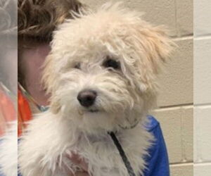 Mutt Dogs for adoption in Canton, CT, USA