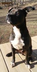 Labrador Retriever-Unknown Mix Dogs for adoption in Greenville, SC, USA