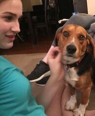 Beagle Dogs for adoption in Centreville, VA, USA