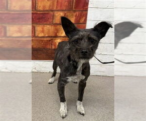 Medium Photo #1 Mutt Puppy For Sale in San Bernardino, CA, USA