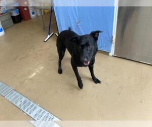 Labrador Retriever Dogs for adoption in Chula Vista, CA, USA