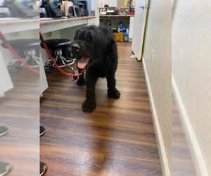 Black Russian Terrier Dogs for adoption in Gulfport, MI, USA