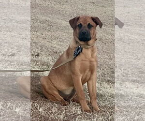 Rottweiler-Unknown Mix Dogs for adoption in McKinney, TX, USA