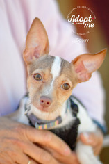 Jack Russell Terrier-Unknown Mix Dogs for adoption in Fountain Hills, AZ, USA