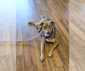 Medium Photo #2 Mutt Puppy For Sale in Orlando, FL, USA