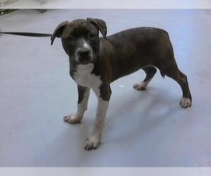 American Pit Bull Terrier-Unknown Mix Dogs for adoption in Fayetteville, NC, USA