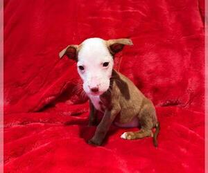 Medium Photo #2 Mutt Puppy For Sale in Plainfield, IL, USA