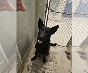 German Shepherd Dog Dogs for adoption in Webster, WI, USA