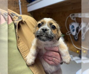Shih Tzu-Unknown Mix Dogs for adoption in Bolivar, MO, USA
