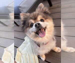 Pomeranian Dogs for adoption in Arlington, VA, USA