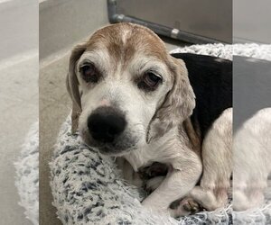 Beagle Dogs for adoption in Petaluma, CA, USA