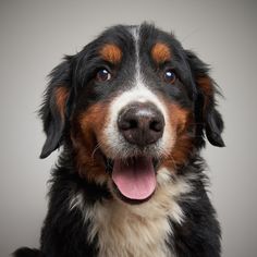 Bernese Mountain Dog Dogs for adoption in Eden Prairie, MN, USA
