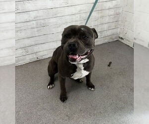 American Pit Bull Terrier Dogs for adoption in San Bernardino, CA, USA
