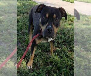 American Staffordshire Terrier-Unknown Mix Dogs for adoption in Fort Lauderdale, FL, USA