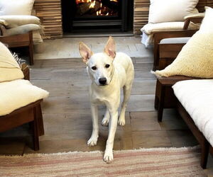 Mutt Dogs for adoption in Menifee, CA, USA