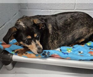 Chiweenie Dogs for adoption in Augusta, GA, USA