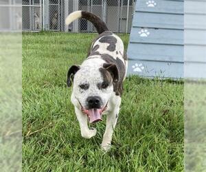 American Bulldog Dogs for adoption in Rosenberg, TX, USA