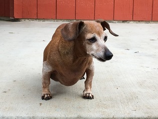 Medium Photo #1 Dachshund-Unknown Mix Puppy For Sale in Redding, CA, USA