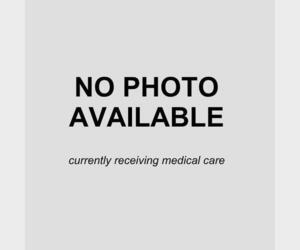 Labrador Retriever-Unknown Mix Dogs for adoption in San Antonio, TX, USA