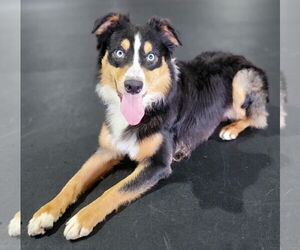 Australian Shepherd Dogs for adoption in Highland, IL, USA