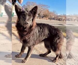 Medium Photo #1 German Shepherd Dog Puppy For Sale in Ogden, UT, USA