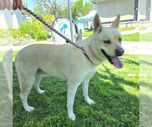 German Shepherd Dog-Unknown Mix Dogs for adoption in Long Beach, CA, USA
