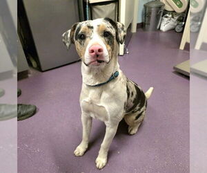 Catahoula Leopard Dog-Unknown Mix Dogs for adoption in Long Beach, CA, USA